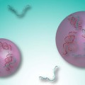 chemical model that mimics a possible step in the formation of cellular life on Earth