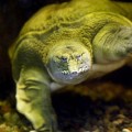 chinese-soft-shelled-turtle