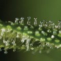 close-up-of-thc-resin-cannabis