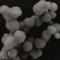 cluster of microsponges made of long strands of folded RNA