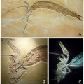 composite-pterosaur-ganoid