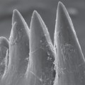 conodont-fossil-teeth