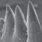 conodont-fossil-teeth