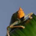 copiphora-gorgonensis-katydid-ear