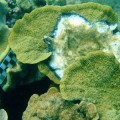 coral in the Great Barrier Reef is strongly affected by the Black Band Disease