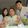 cultures of algae that were shown to increase oil production in response to excess carbon.