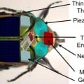 cyborg bug