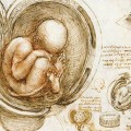 Virus Gene Syncytin Insinuated Itself in Mammalian DNA Millions of Years Ago da-vinci-fetus