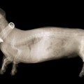 dachshund-xray
