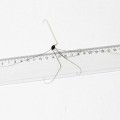 daddy-long-legs-laos