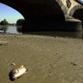 dead-fish-europe-waterways