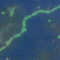 deep-sea-bacteria