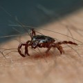 deer-tick-lyme