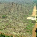 deforestation-argentina-independent