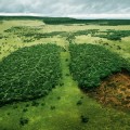 deforestation-wwf-human