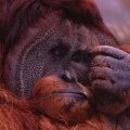 depressed-orangutan