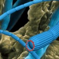 desulfobulbus-seafloor-power-cable
