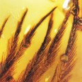 dino-feathers-clumped-barbs-amber