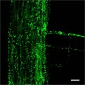 discovered that the model plant Arabidopsis preferentially takes up three bacterial phyla into its roots
