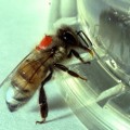 dopamine play a role in personality variations among bees