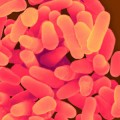 drug-resistant-tuberculosis
