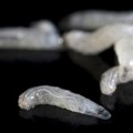 drunk-fruit-flies-larvae