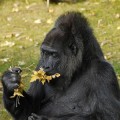 eating-gorilla