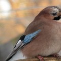 eavesdropping-eurasian-jay