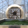 edible algae Chlamydomonas