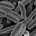escherichia-coli