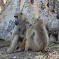 female-baboons-grooming