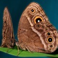 female butterflies can be taught to prefer mates with more spots on their wings