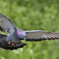 feral-pigeon-in-flight