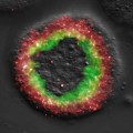 first predictive computational model of gene networks