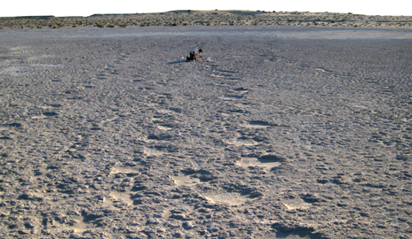 footprints reveal ancient origins of elephants
