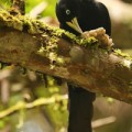 forest intermingled with cultivated land rescues biodiversity