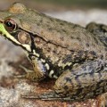 frogs hold clues to deadly pathogen