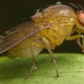 fruit flies