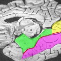 fusiform-gyrus-facial-recognition