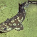 galapagos-catshark