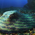 genetically-engineered-stingray