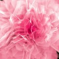 germanium-sulfide-nanoflower-solar-cell