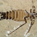 giant-jurassic-flea