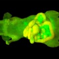 Mouse with Glowing Cancer Cells