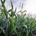 gm-maize