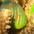 gobiodon-histrio-coral