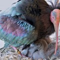 goja-bald-northern-ibis