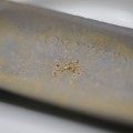 gold-producing-bacteria