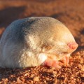 golden-mole-Eremitalpa