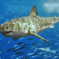 great-white-shark